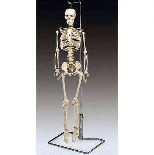 Flexible Mr. Thrifty Skeleton With Spinal Nerves