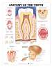 Anatomy of the Teeth Anatomical Chart