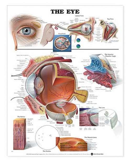 The Eye Anatomical Chart