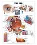 The Eye Anatomical Chart