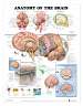 Anatomy of the Brain