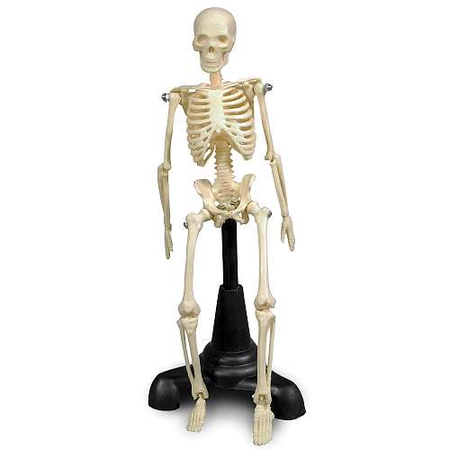 Petite Pete Skeleton