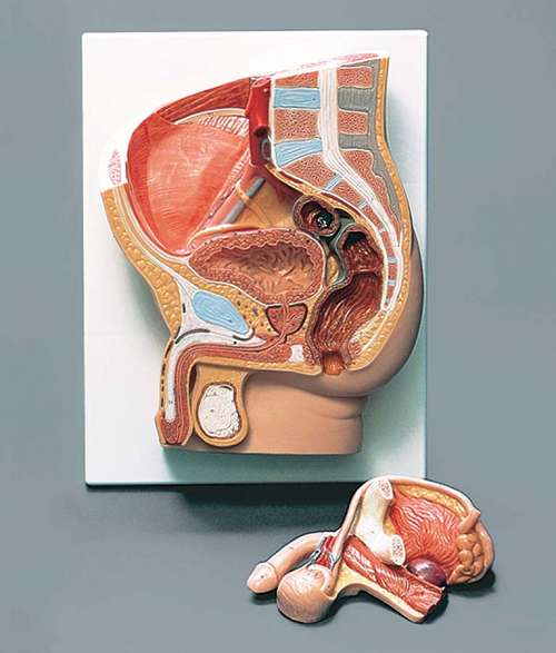 Human Male Pelvis Section