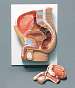 Human Male Pelvis Section
