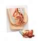 Human Female Pelvis Section