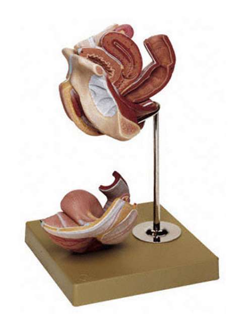 Female Genital Organs