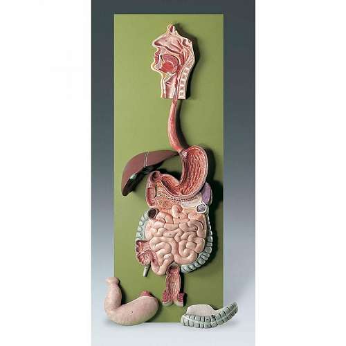 Human Digestive Tract Model