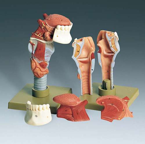 Human Larynx with Tongue