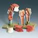 Human Larynx with Tongue