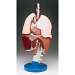 Respiratory Organs Model