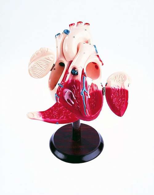 Giant Hands on Heart Model