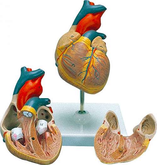 Basic Heart Model