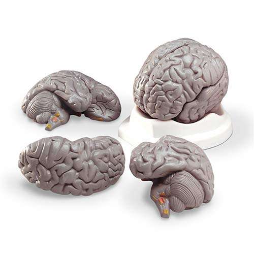 Budget Brain Model