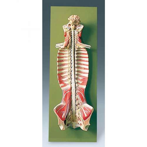 Spinal Cord