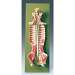 Spinal Cord