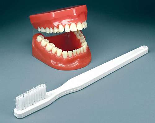 Flossing and Brushing Model