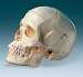 Female Human Skull