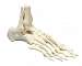Elastic Foot Model