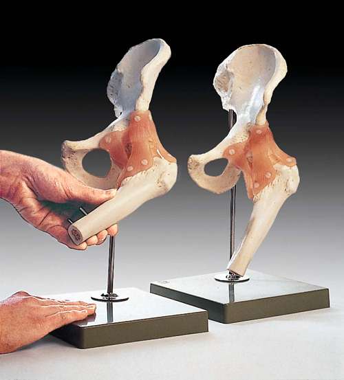 Functional Model of the Hip Joint