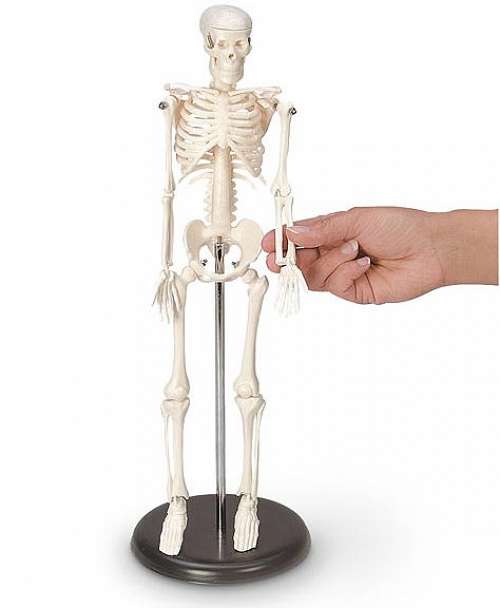 My First Skeleton