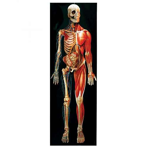 Dimensional Man Anatomical Chart