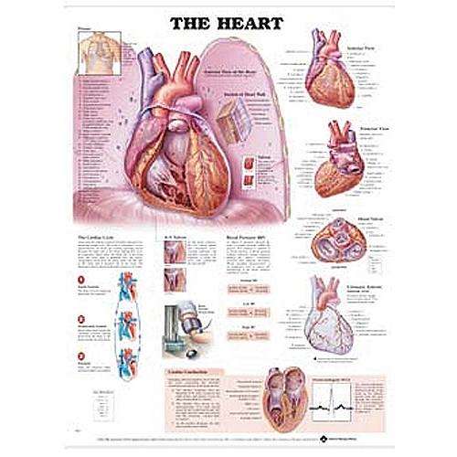 3D Anatomy Chart: The Heart