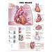3D Anatomy Chart: The Heart