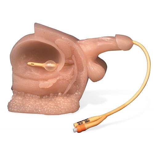 Male Model With Bladder