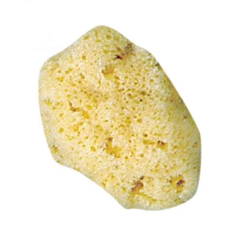 Atlantic Silk Sponge
