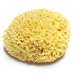 Sea Wool Sponge