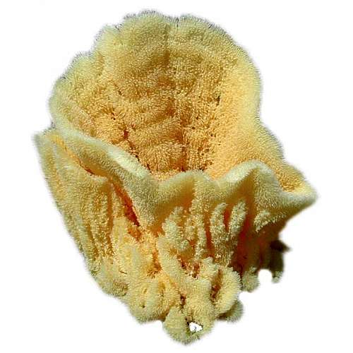 Decorative Vase Sponge